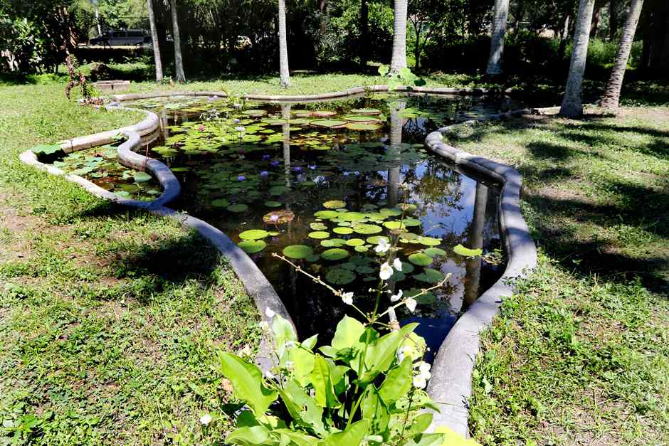 Misión Árbol recupera espacios del Jardín Botánico de Caracas