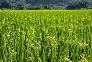 Solo se produjo un 50% del arroz para el consumoDoble Llave