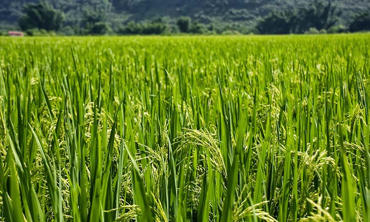 Solo se produjo un 50% del arroz para el consumoDoble Llave