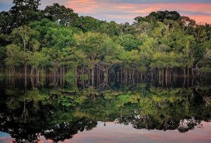 La importancia de la Amazonía para el planeta