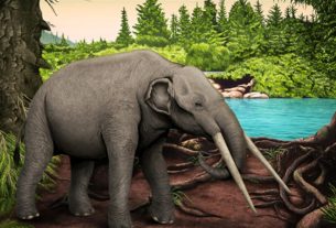 Equipo de paleontólogos desenterró un tesoro prehistórico