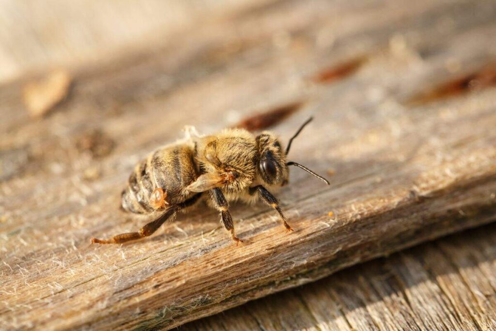 Cuidar el medio ambiente por las abejas