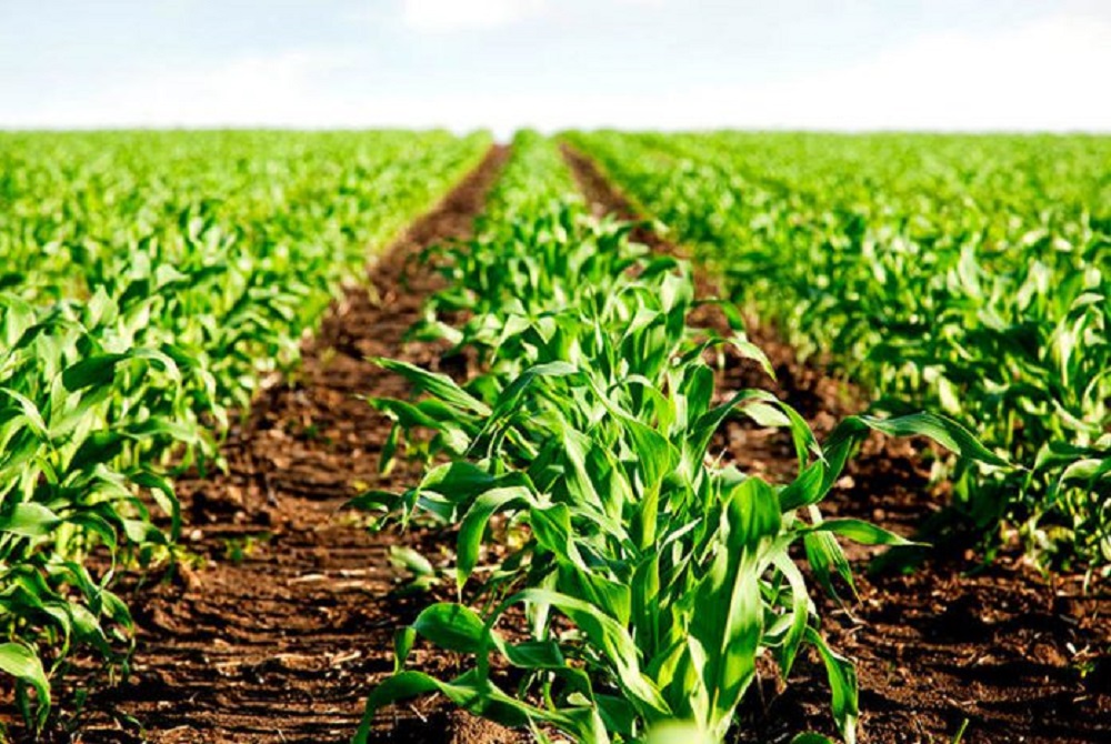 Fedeagro advierte sobre alimentos no autorizados |