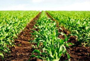 Fedeagro destaca la sostenibilidad de la agricultura en Venezuela