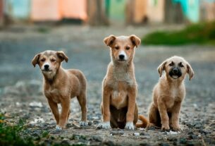Solicitan operativo para trasladar a más de 150 perros abandonados en Amazonas