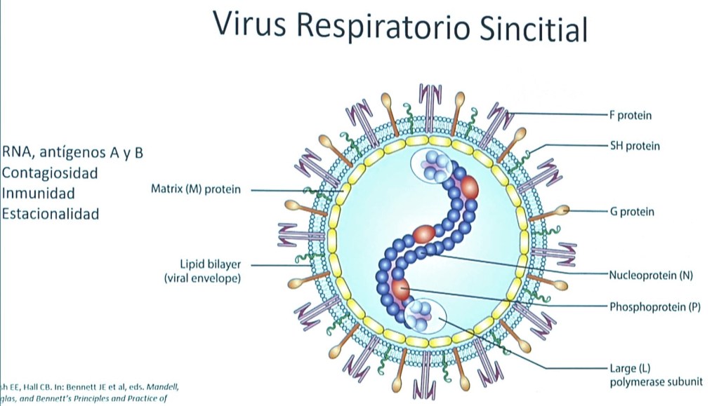 Virus Respiratorio Sincitial.