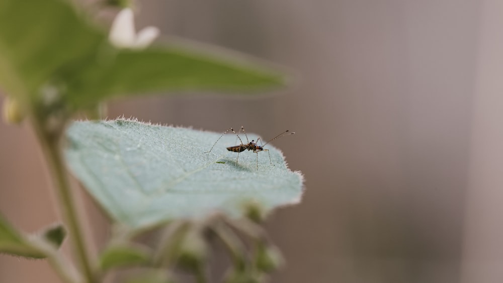 Reportaron epidemia de dengue en Martinica que ha dejado 6 muertos