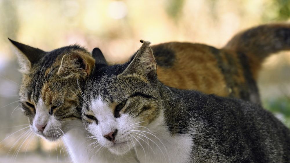 China logró clonar un gato con equipamientos y reactivos locales