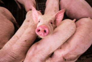Reino Unido detecta el primer caso de gripe porcina en un ser humano