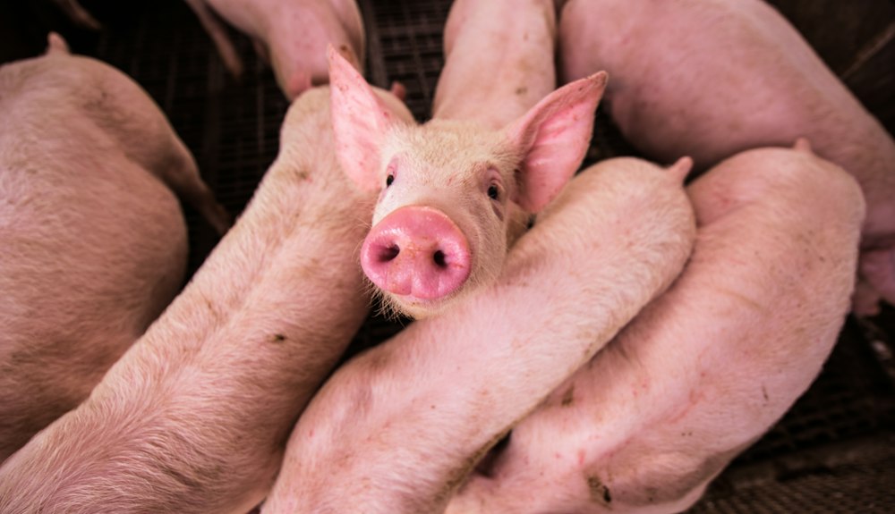 Reino Unido detecta el primer caso de gripe porcina en un ser humano