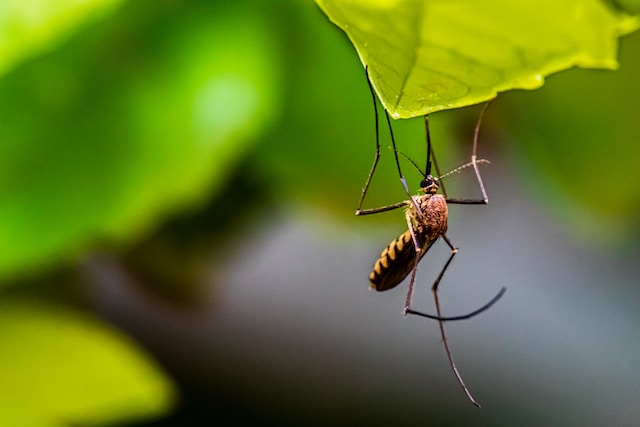 Bolívar y Amazonas están en el foco del estudio sobre la malaria