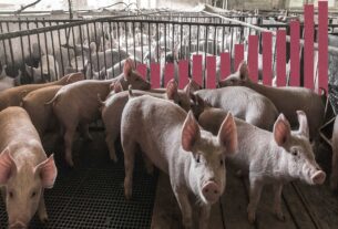 Juan Fernando Serrano Ponce - ¡Conócelas! Tipos y clasificaciones de las explotaciones porcinas - FOTO