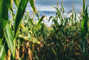 Producción de maíz en Venezuela cae por el cambio climático