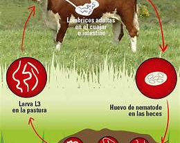 Enfermedades Comunes del Ganado Vacuno: Prevención y Manejo Eficiente 