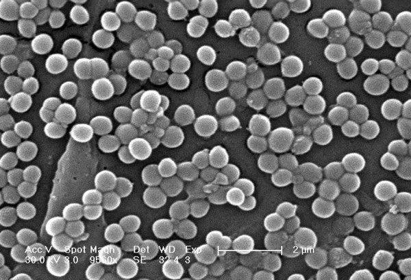 Bacteria resistente