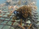 NOAA: Océanos están sufriendo un blanqueo masivo de los corales a nivel global