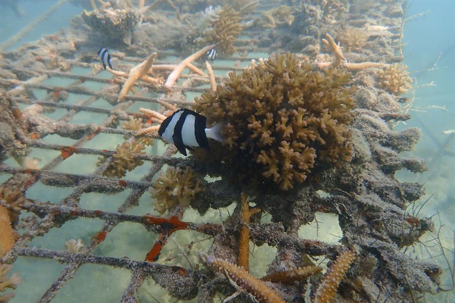 NOAA: Océanos están sufriendo un blanqueo masivo de los corales a nivel global