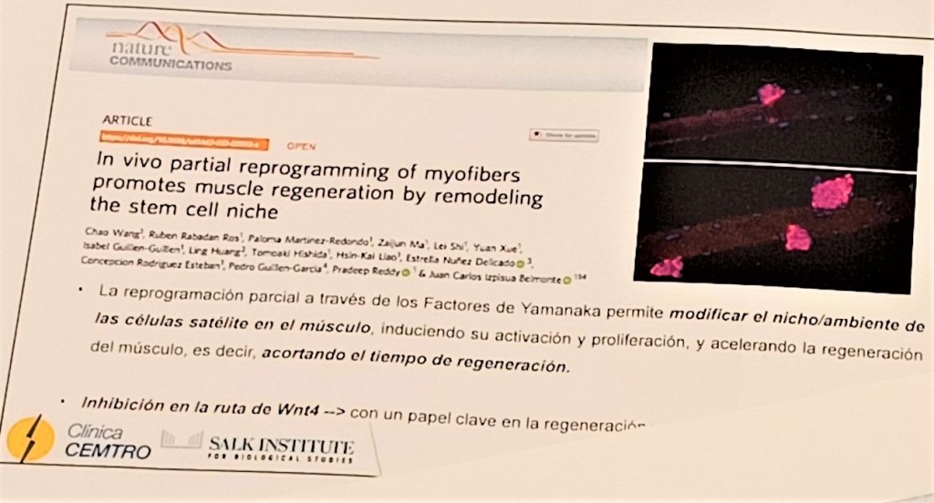 Terapia celular para reparar músculos dañados, lesionados o desgastados por el paso del tiempo (sarcopenia).