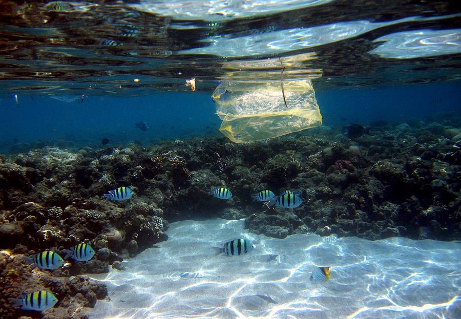 ONU: Los países están obligados a reducir la contaminación marina