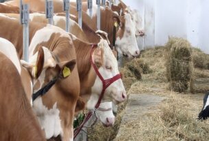 Treseus | Nutrición balanceada y sus beneficios en la producción ganadera: La clave para un ganado saludable y productivo 