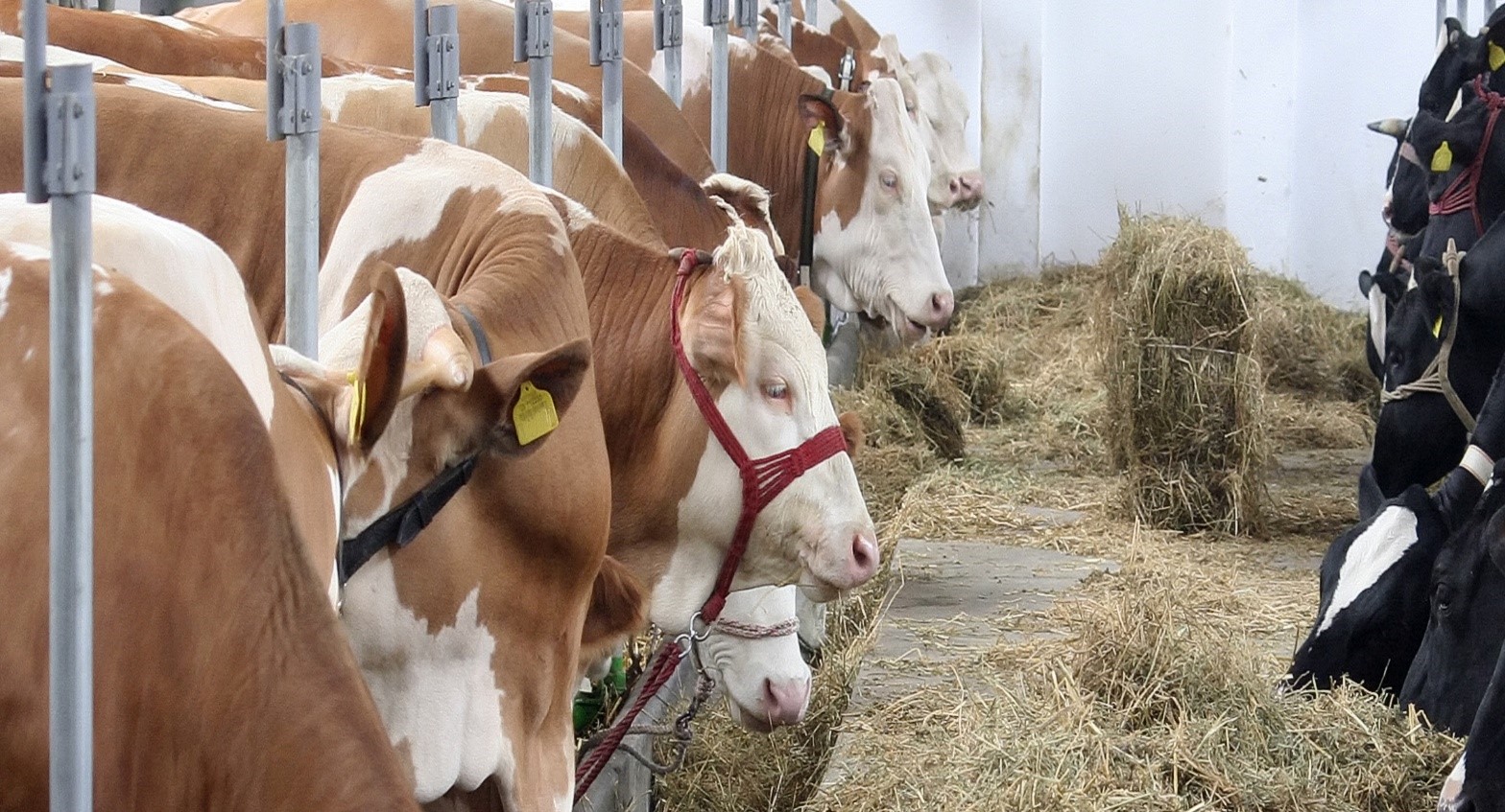 Treseus | Nutrición balanceada y sus beneficios en la producción ganadera: La clave para un ganado saludable y productivo 