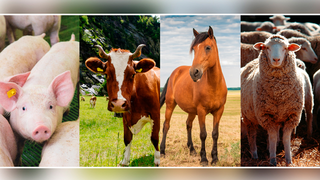 Principales razas de ganado bovino, ovino, caprino y porcino: Conoce la diversidad y características de estas especies ganaderas 