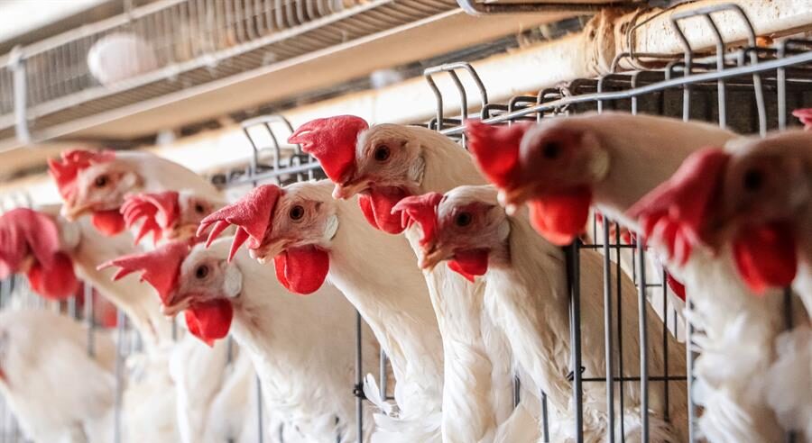 México concluye emergencia sanitaria por gripe aviar tras semanas sin el virus