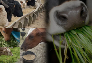 Alimentación Óptima para el Ganado: Explorando los Principales Tipos de Alimentos y Forrajes 