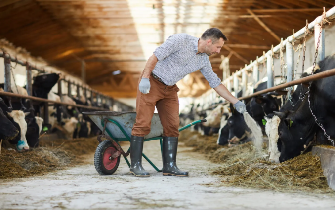Cuidados del Ganado: Lo que necesitas saber para proteger a tus vacas 