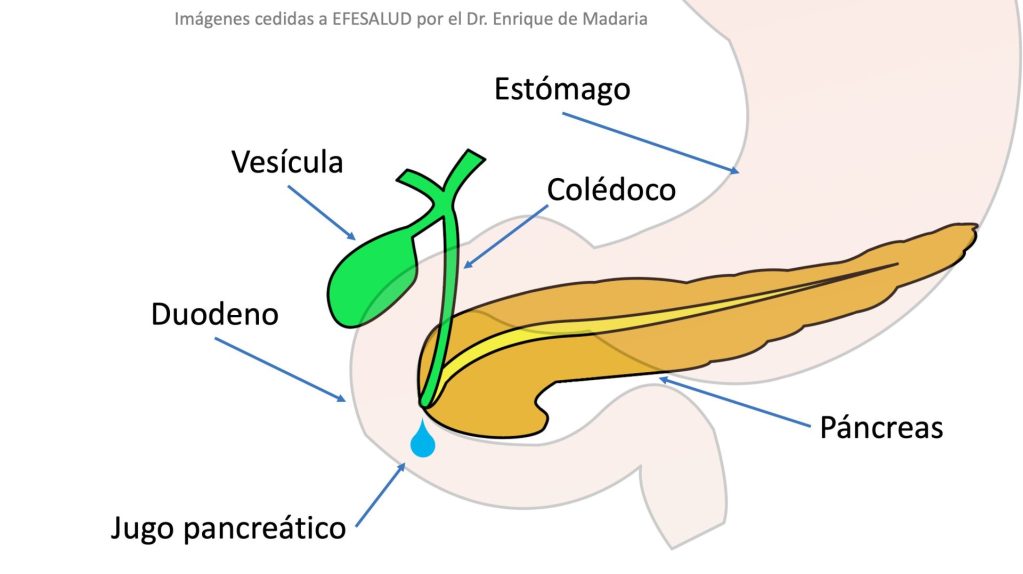 Edoscopia predictiva del cáncer en el tubo digestivo