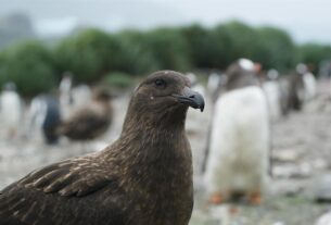 La gripe aviar se extiende: hay fauna infectada en las Malvinas