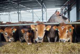 El papel fundamental de la alimentación en la crianza saludable del ganado vacuno con Luis Alejandro Sampayo Cabada