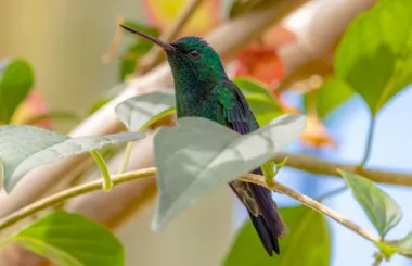 La COP16: tres prioridades claves para preservar la biodiversidad mundial
