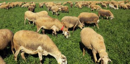 ¿Cuál es la Ganadería Más Rentable Actualmente?