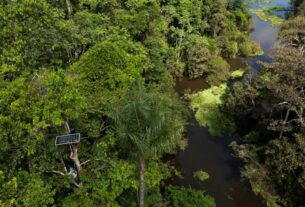 Instalan 22 sensores acústicos para monitorizar biodiversidad de la Amazonia