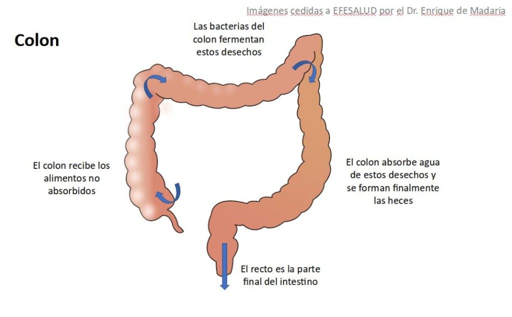 Aparato digestivo: colon o intestino grueso