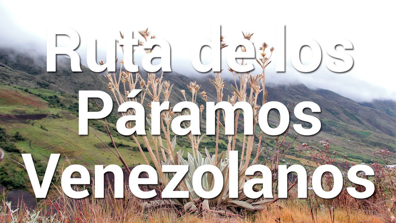 Qué Especies Endémicas se Encuentran en los Páramos Venezolanos