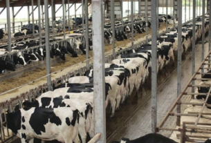 Ventajas y Desventajas de la Ganadería Intensiva