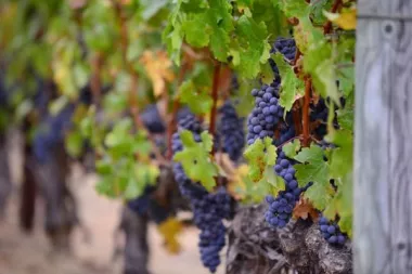 Bodegas sostenibles, la nueva apuestas de BBVA