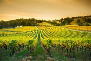 Tres Regiones Vinícolas Destacadas del Mundo por Metropolitan Distribuitors