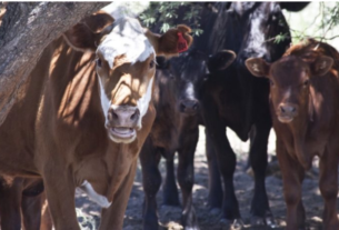 Luis Alejandro Sampayo Cabada: Cómo Reducir el Estrés y sus Consecuencias en el Ganado