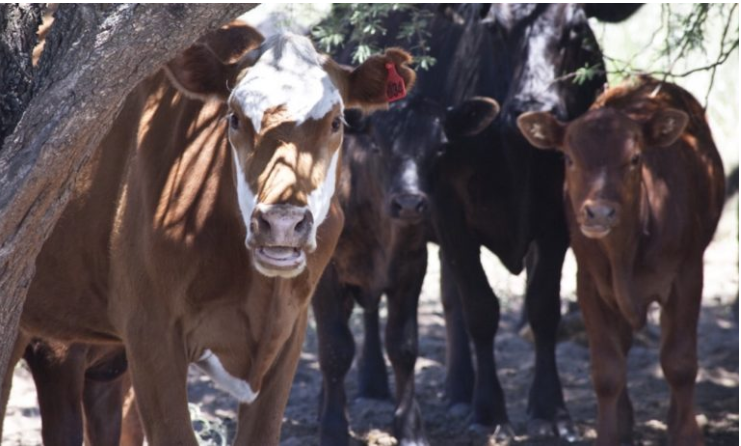 Luis Alejandro Sampayo Cabada: Cómo Reducir el Estrés y sus Consecuencias en el Ganado