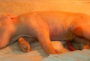 Cerdo clonado - Brasil