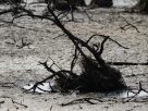 FAO y PMA instan a donar 202 millones de dólares para proteger a 22 países de El Niño