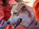 Los refugios de animales, desbordados tras el doble terremoto en Venezuela