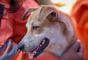 Los refugios de animales, desbordados tras el doble terremoto en Venezuela
